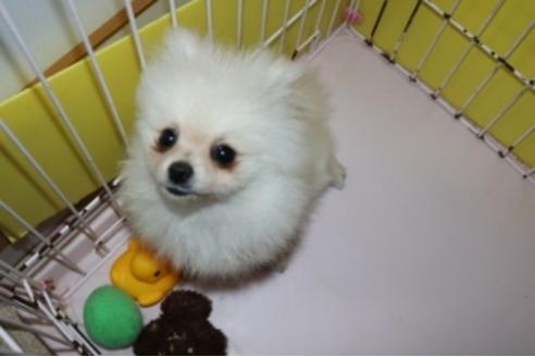 成約済の静岡県のポメラニアン-81885の4枚目